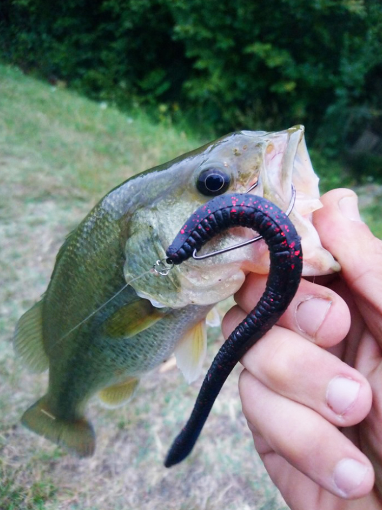 Esfishing Silicone Soft Bait T - Fishing Lure Soft Plastic のレビューと価格
